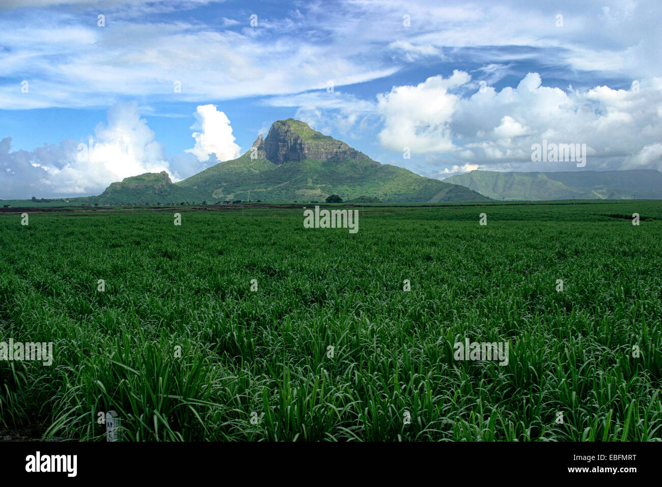 A sugarcane plantation in February in Mauritius Stock Photo