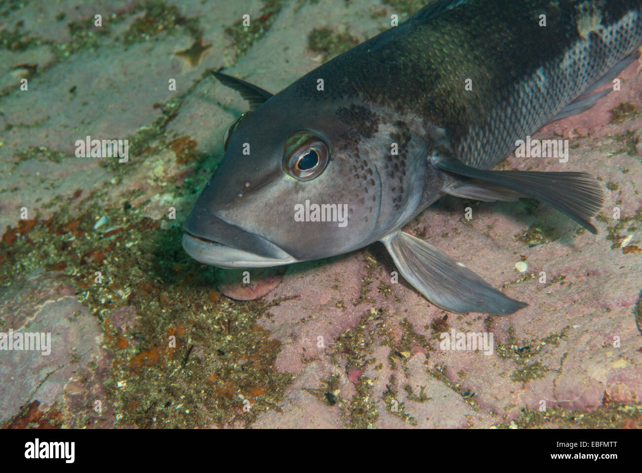 Blue cod, fiordland, NZ Stock Photo