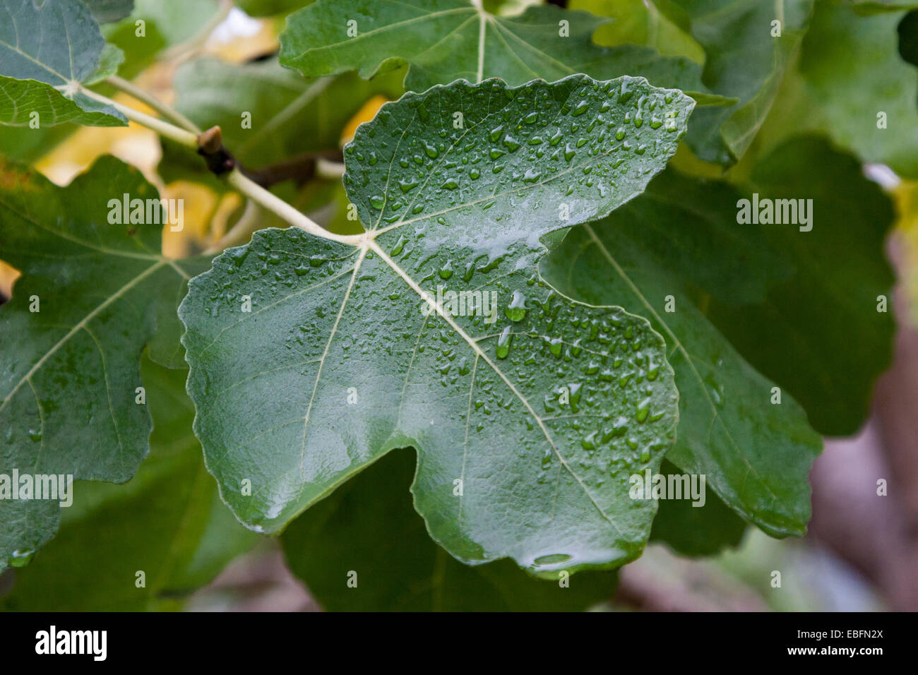 Fig leaves hires stock photography and images Alamy