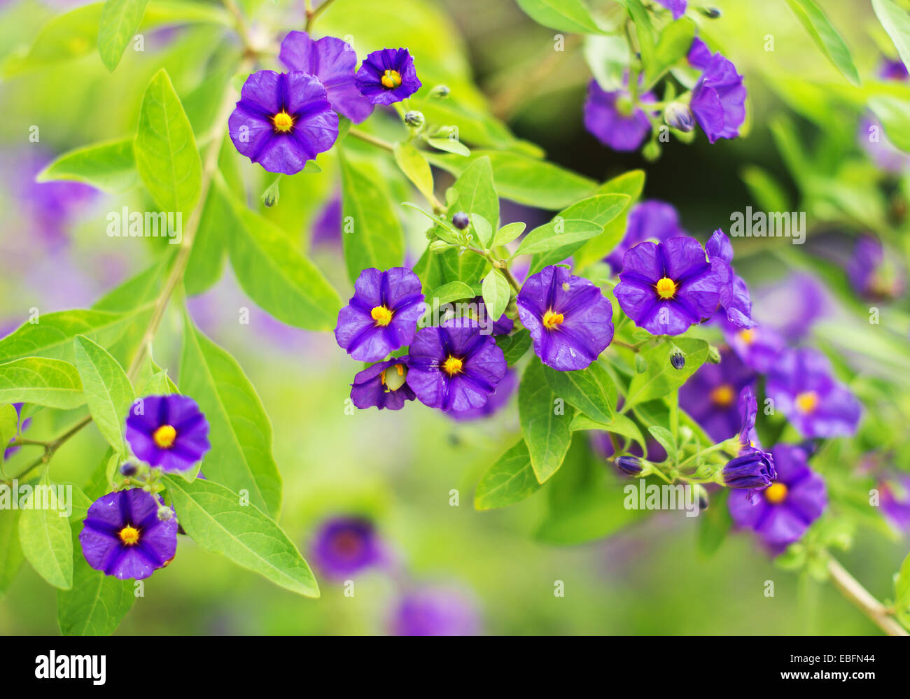 Purple flowers in green bush hi-res stock photography and images - Alamy