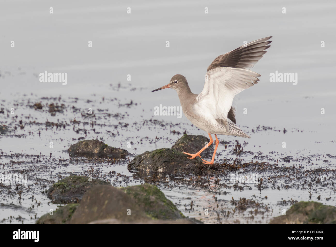 Common Redshank flapping his wings while he stand on rocks at the seashore. Stock Photo