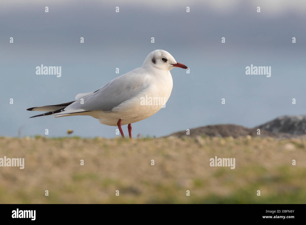 Black headed gull perched on the shore, standing in sunlight. Stock Photo
