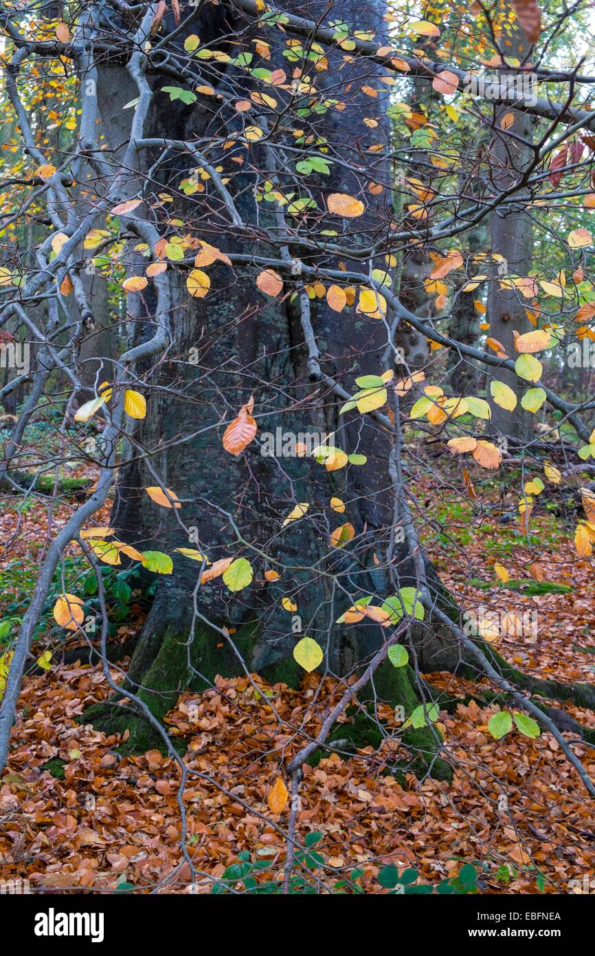 Beech tree trunk and woodland in Autumn Stock Photo