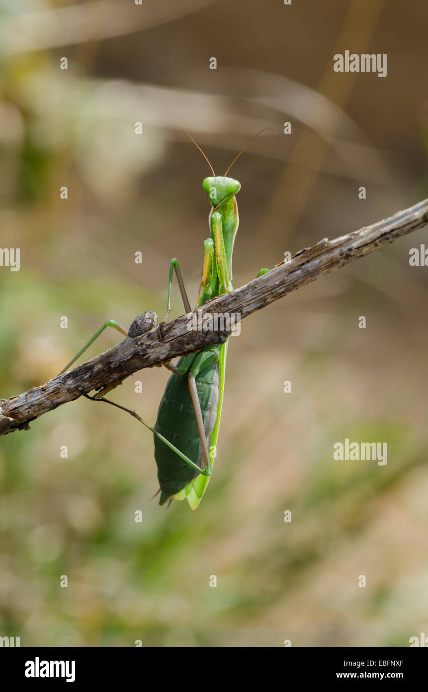 green praying mantis on a branch Stock Photo Alamy