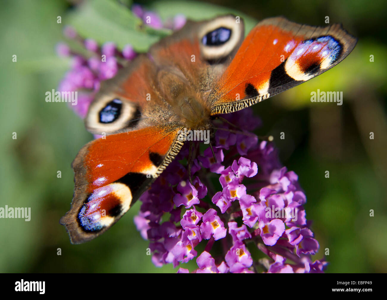 Interesting closeup shot of a butterfly which I was lucky enough to capture while exploring a