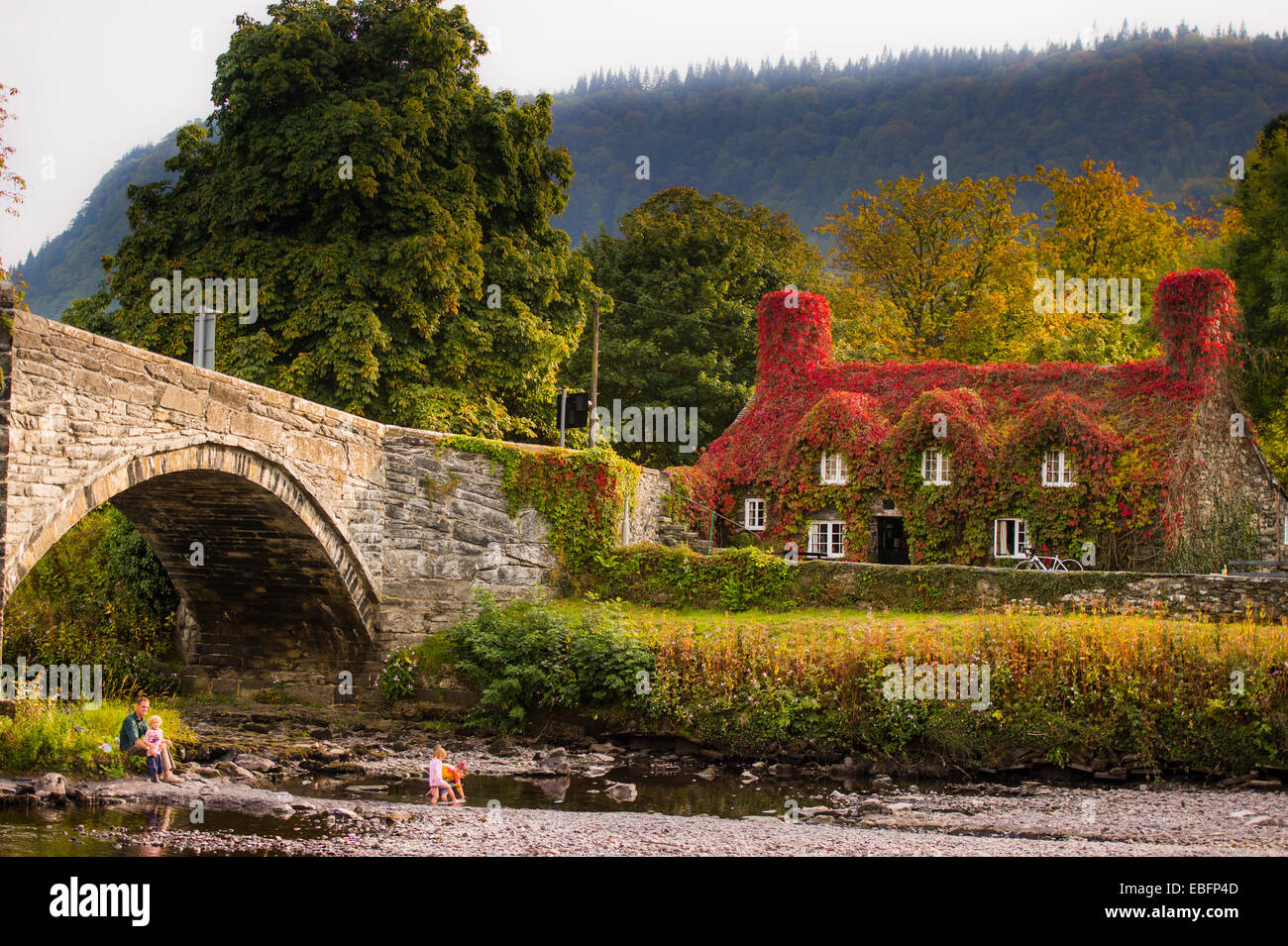 Autumn Colours: Tu Hwnt i'r Bont, riverside tearooms covered in red ivy, autumn september 2014, River Conwy, Llanrwst Wales UK Stock Photo