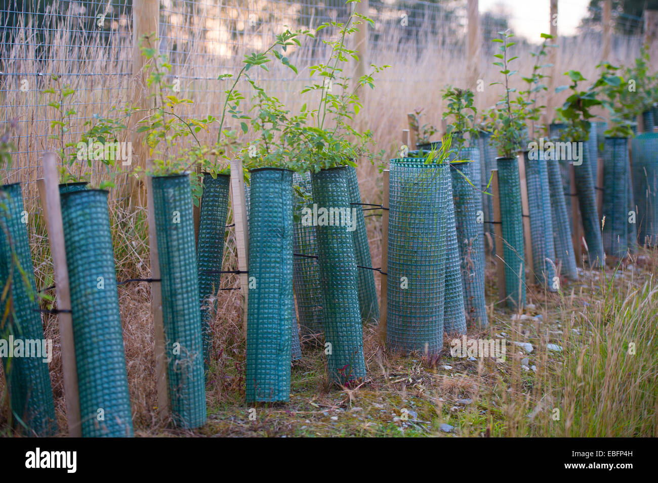 Protective sleeves trees hires stock photography and images Alamy