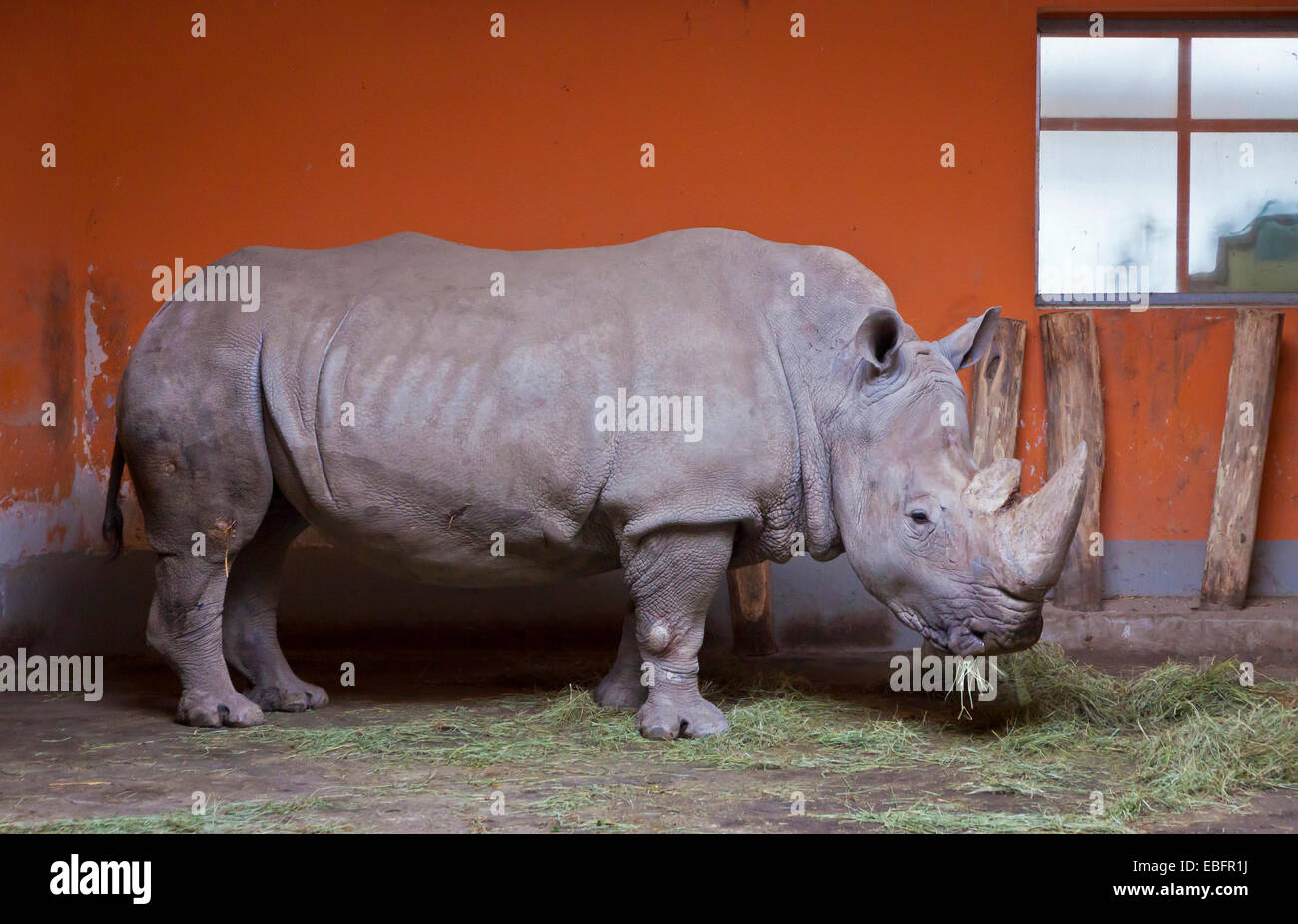 Rhino chews grass in a Zoo aviary Stock Photo
