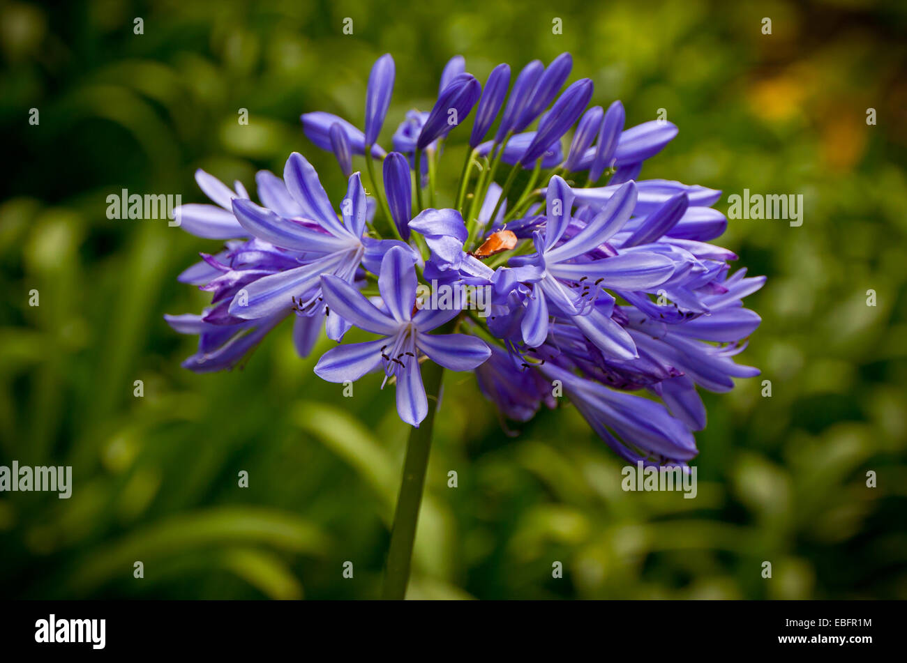 Close up flowers of Blue African Lily (Agapanthus Africanus) Stock Photo
