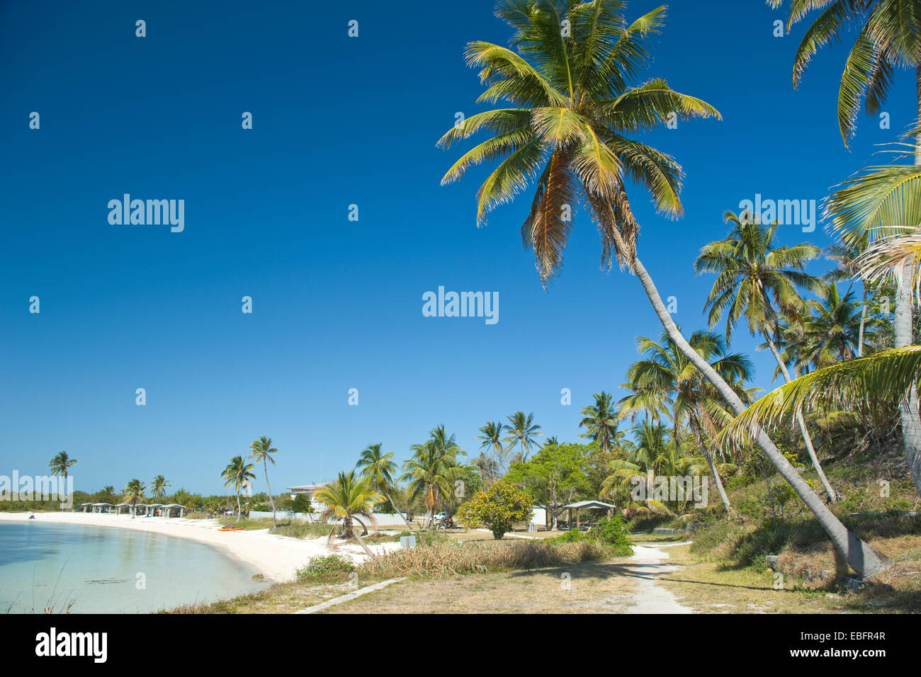 PALM TREES CALUSA BEACH BAHIA HONDA STATE PARK BAHIA HONDA KEY FLORIDA