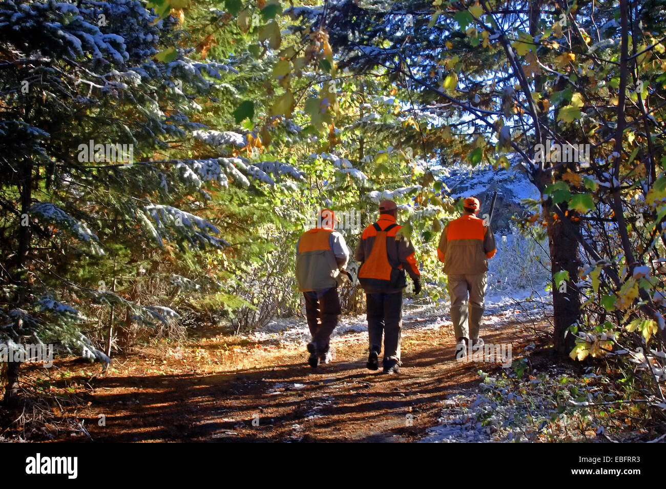 Bird hunting for grouse in fall. Yaak Valley in the Purcell Mountains, northwest Montana. (Photo