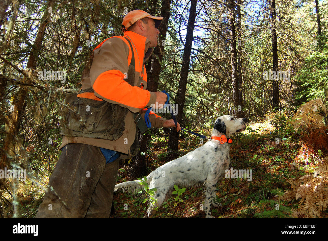 English setter dog hunting hires stock photography and images Alamy