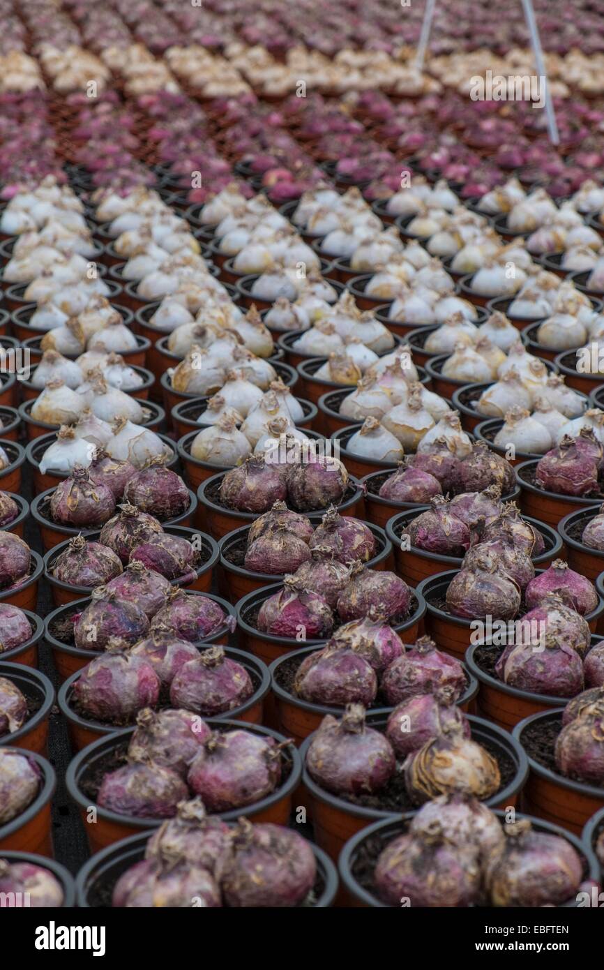 hyacinth bulbs pots Stock Photo
