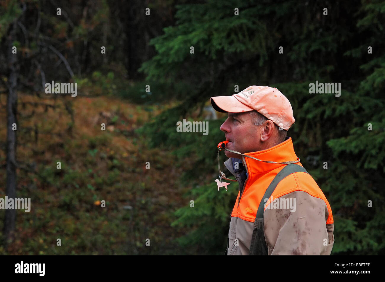 Tim Linehan with with Linehan Outfitting calls his dog while bird hunting for grouse. Yaak Valley, northwest Montana. (Photo by Randy Beacham) Stock Photo