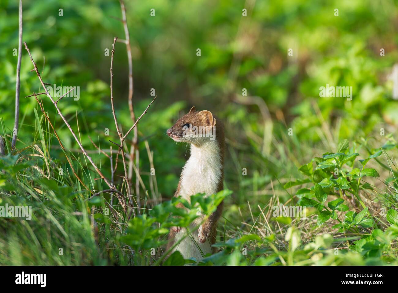 European Stoat - Mustela erminea, in alert posture. Stock Photo