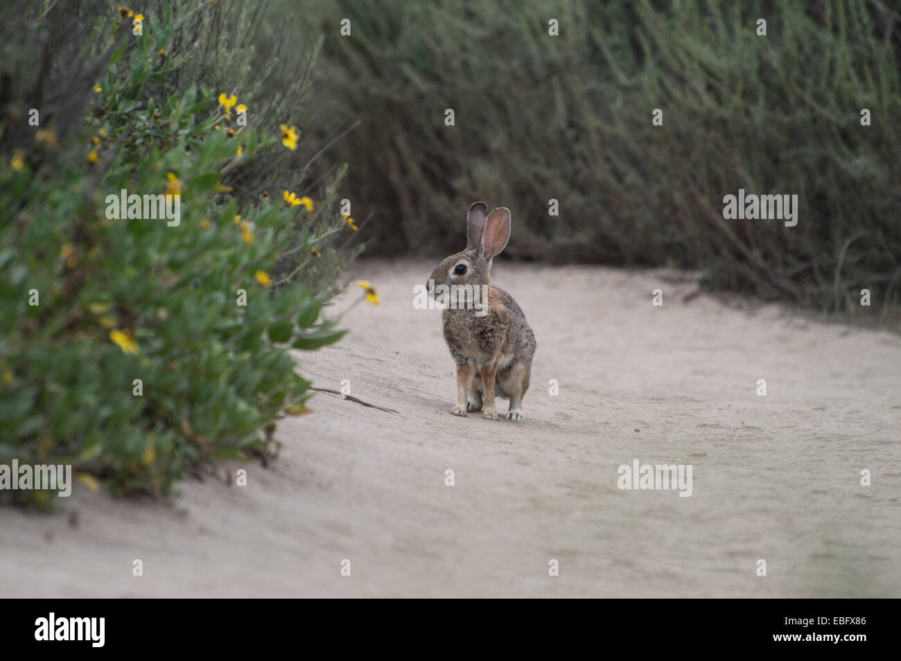 Rabbit trail hi-res stock photography and images - Alamy