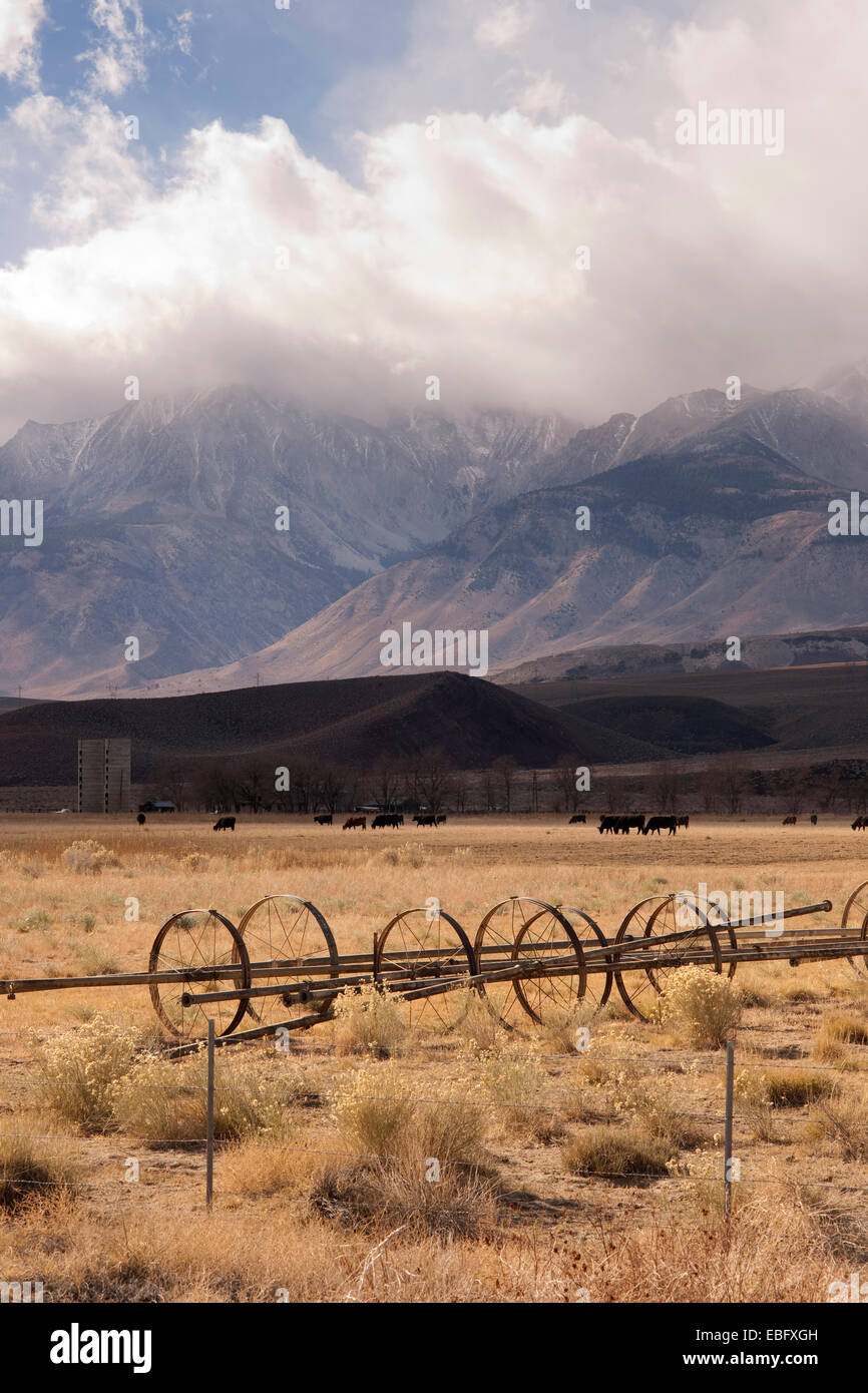 Cattle autumn california hi-res stock photography and images - Alamy
