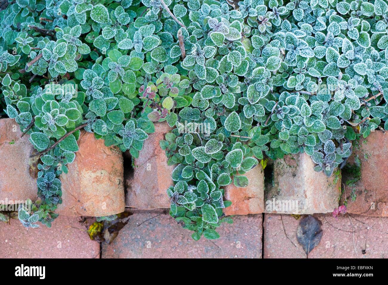 Marjoram leaves hires stock photography and images Alamy