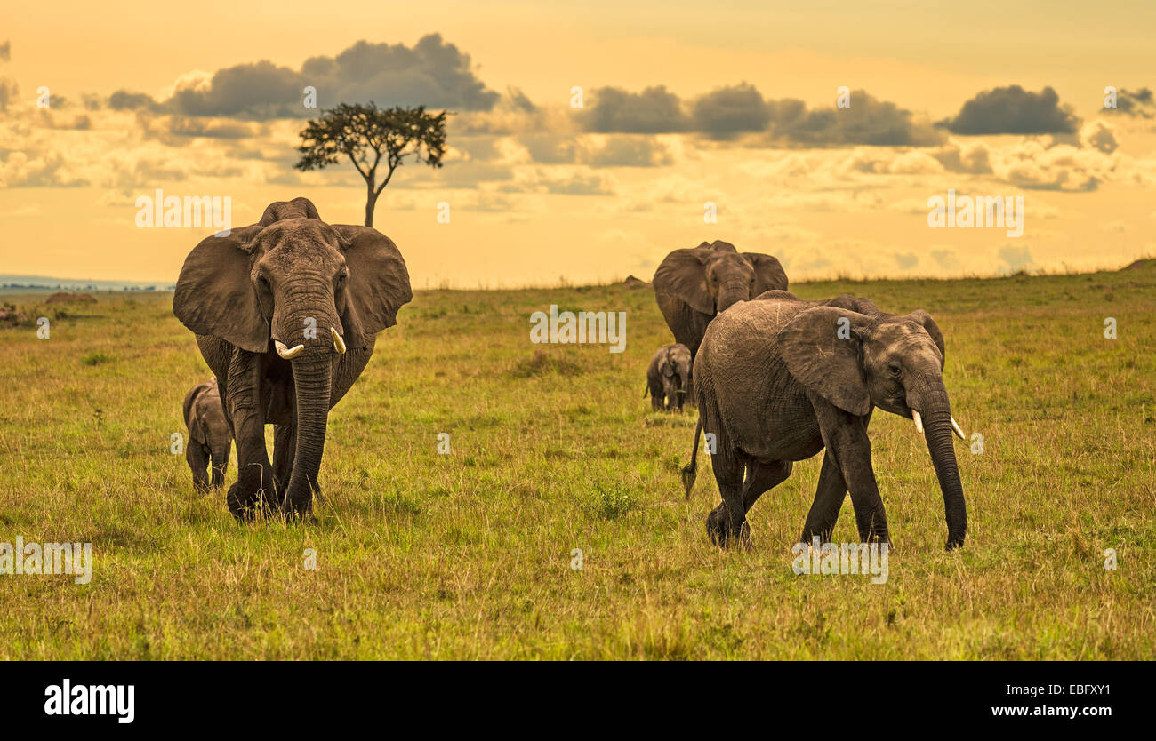 A herd of elephants (Loxodonta africana) with two babies, Maasai Mara National Reserve, Kenya Stock Photo