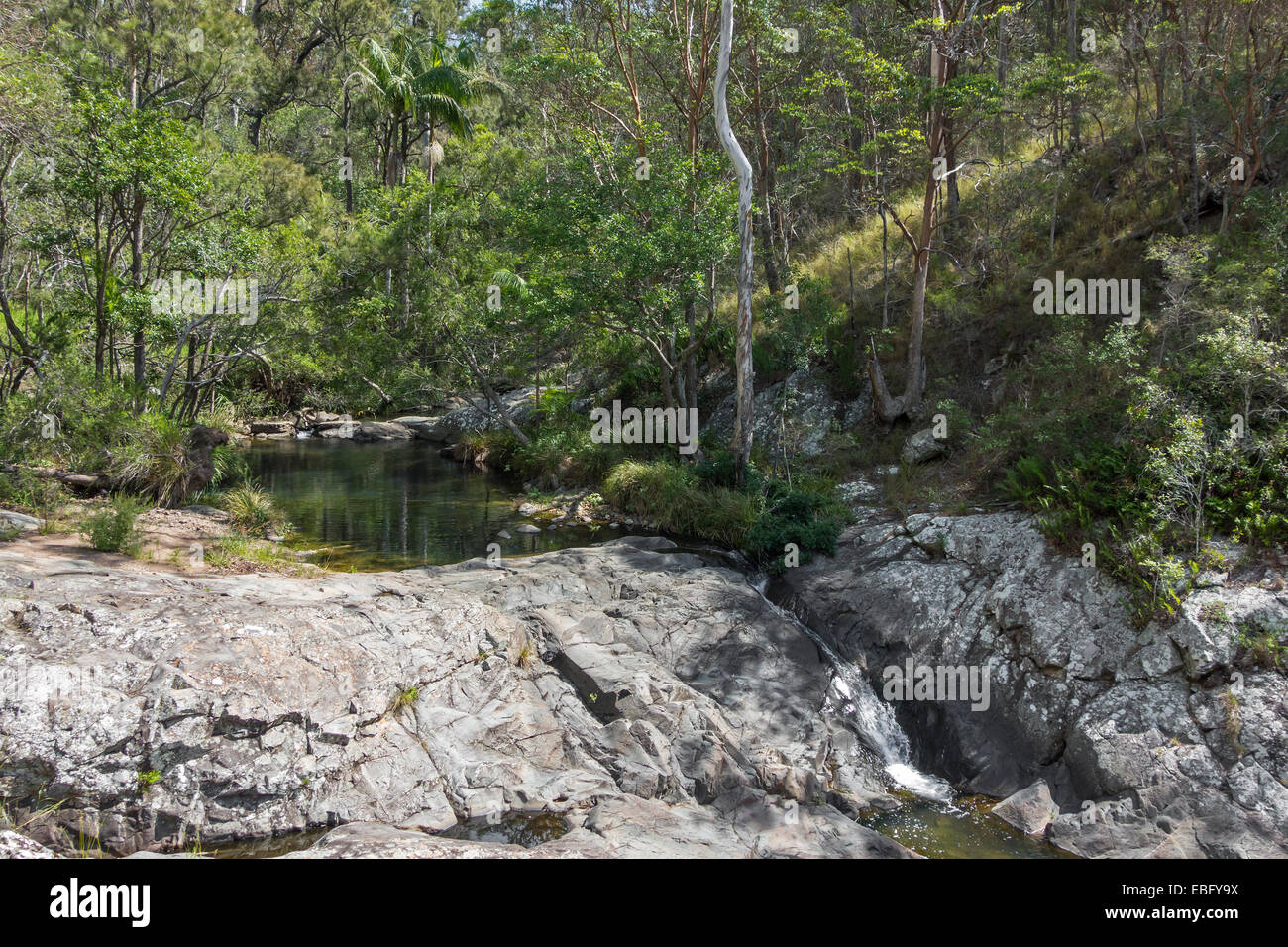 Quiet pool in the Australian bush near Mount Tamborine Stock Photo