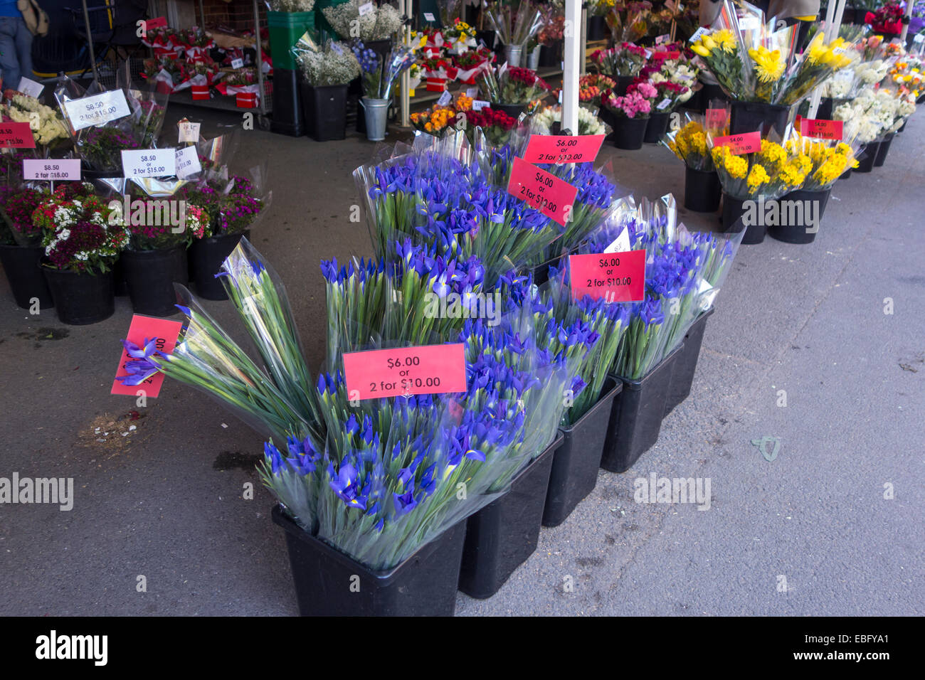 Dutch Irises at a flower stall Stock Photo