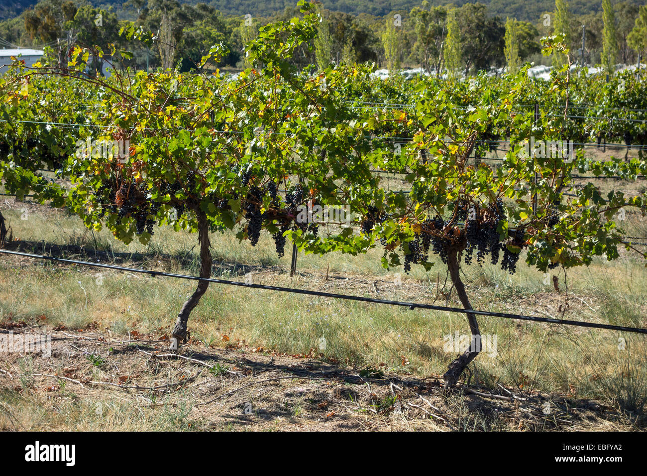 Grapes ready for harvest at Ballandean, Queensland, Australia Stock Photo
