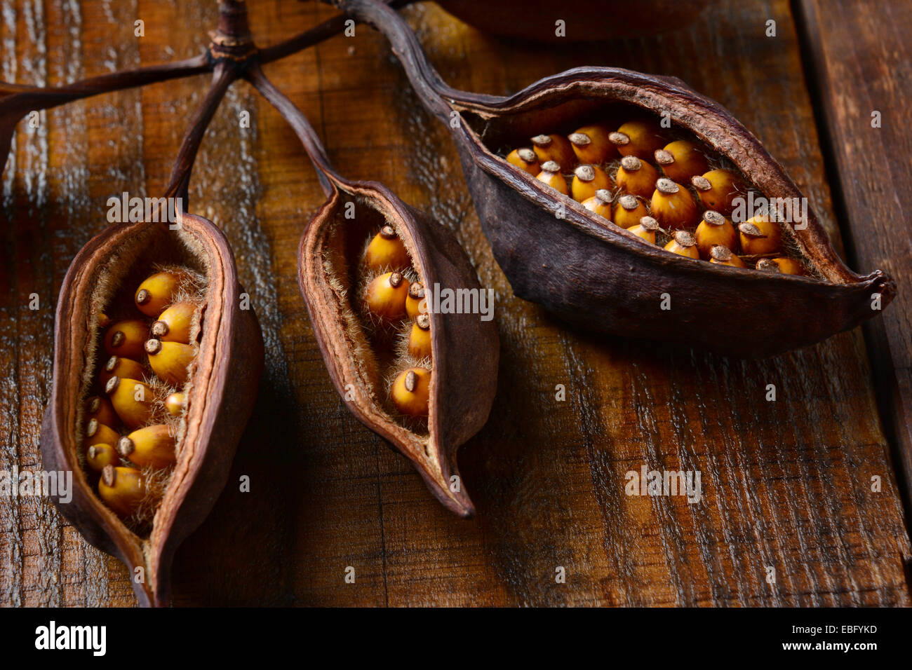 Closeup of tree seed pods on a wet wood surface. Stock Photo