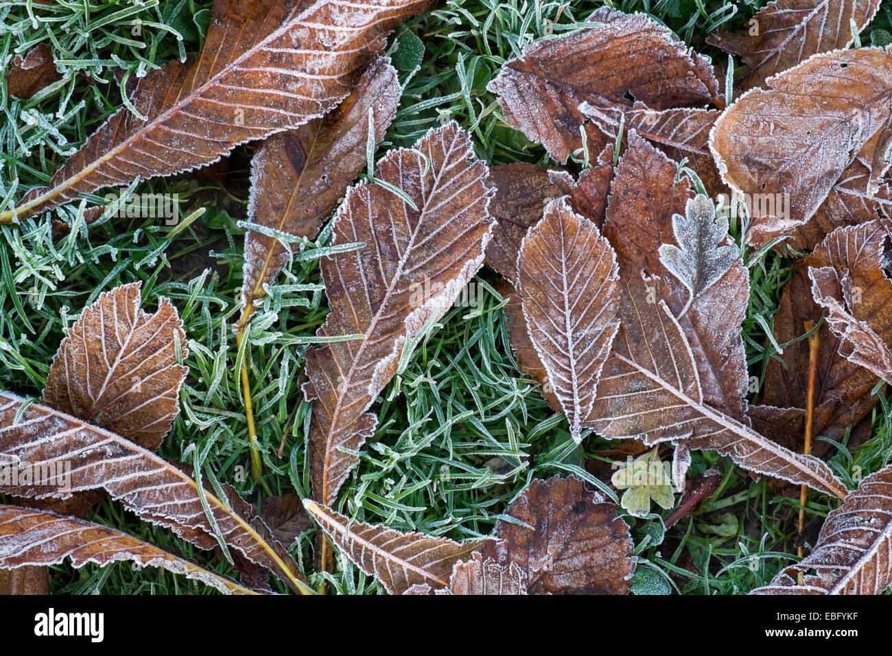Fallen leaves with covering of frost Stock Photo