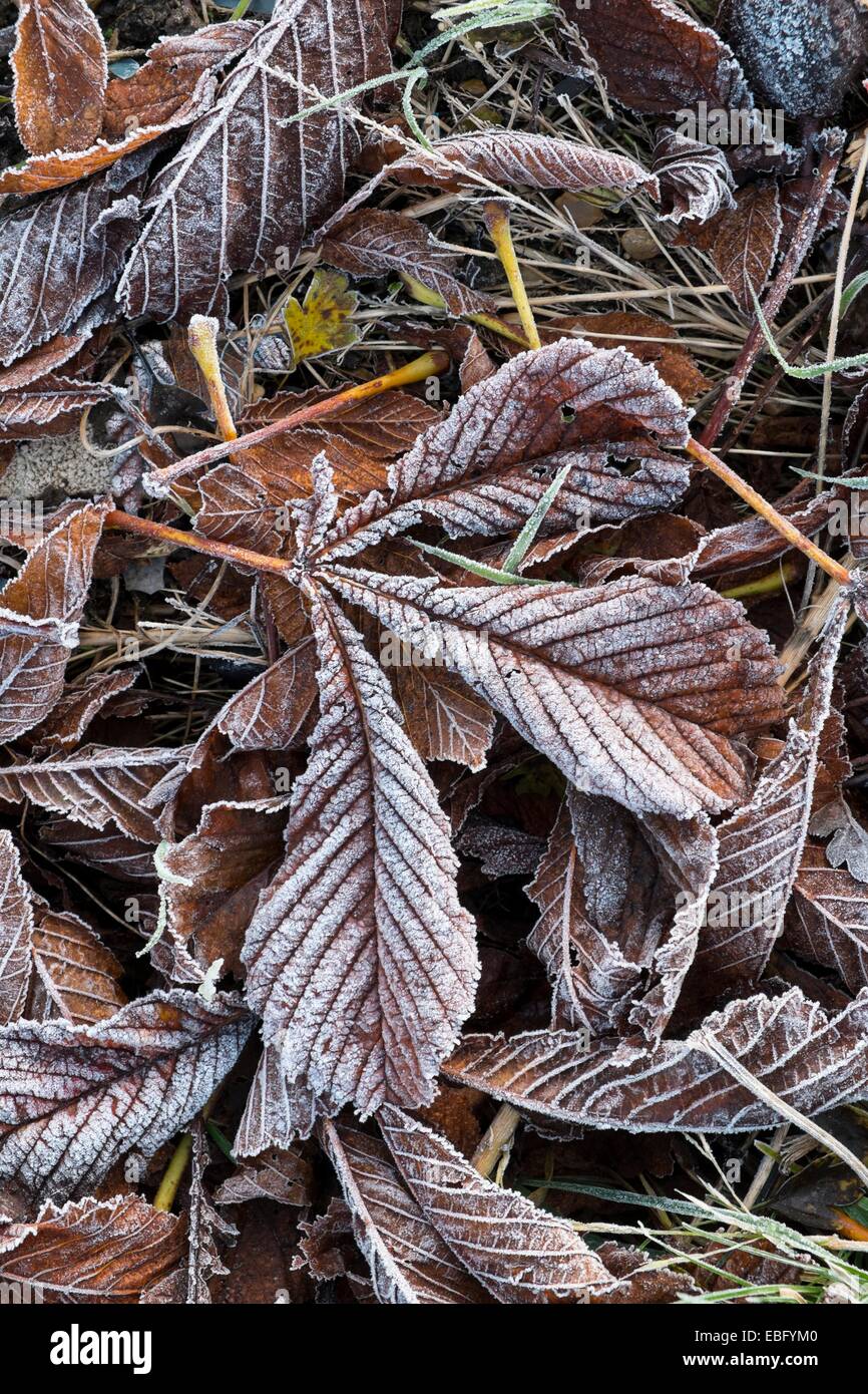 Fallen leaves with covering of frost Stock Photo