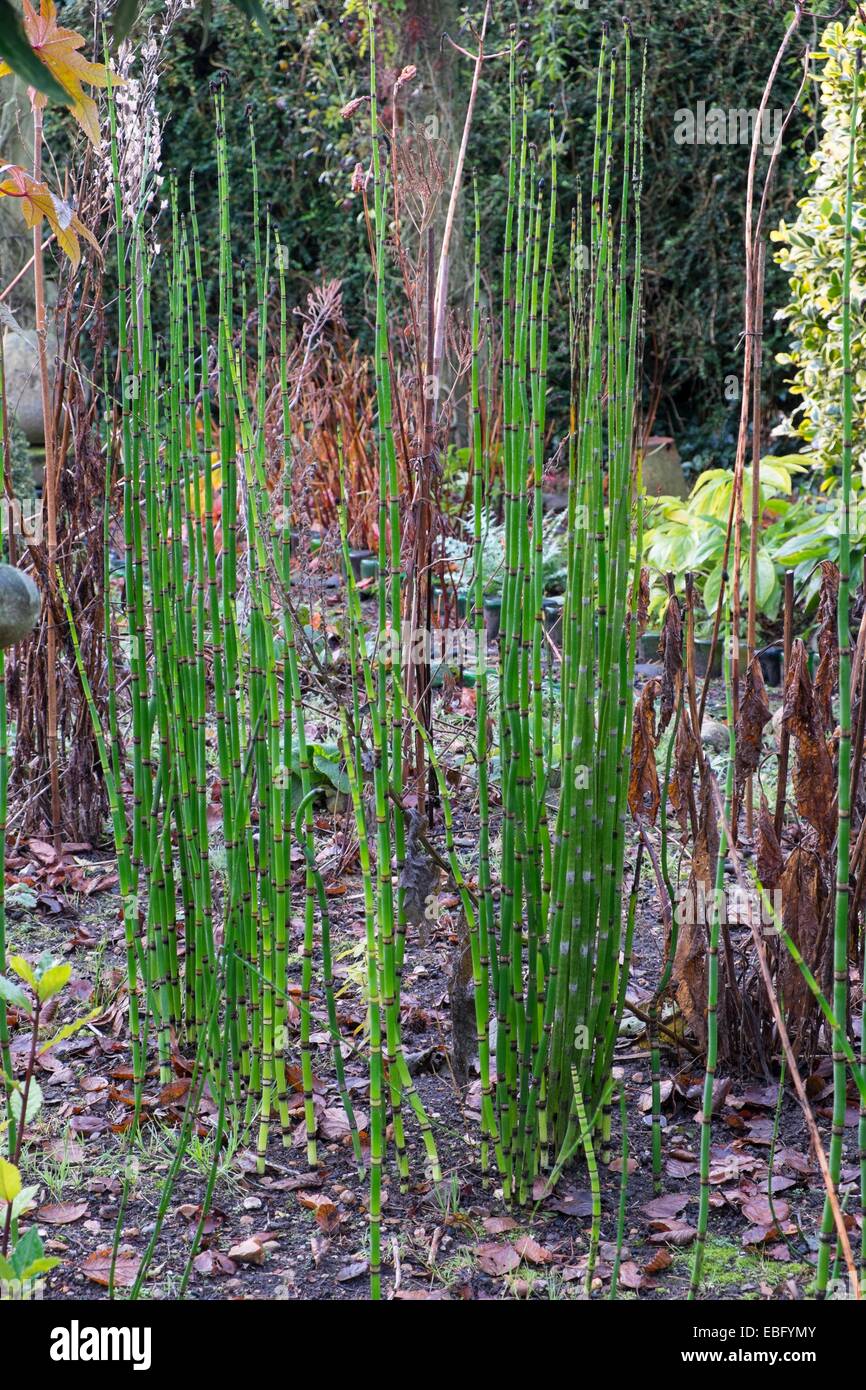 Horsetail - Equisetum hymale, grown for decorative effect. Stock Photo