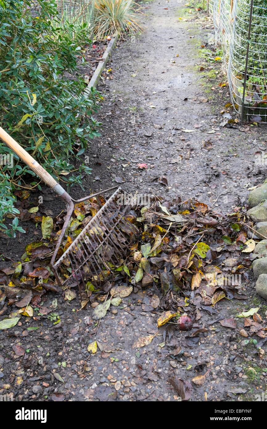 Garden path with pile of raked leaves and lawn rake. Stock Photo