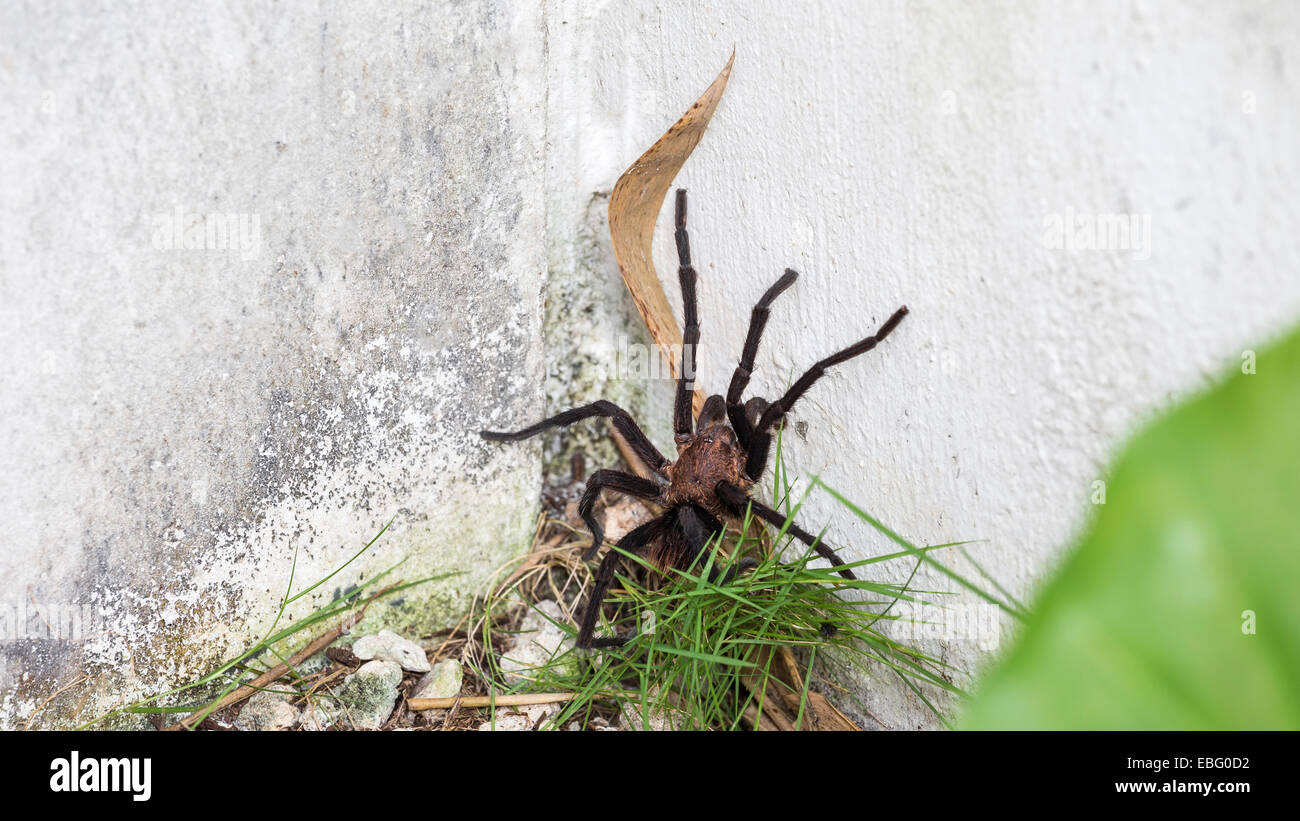 Brown Aphonopelma tarantula at the garden Stock Photo