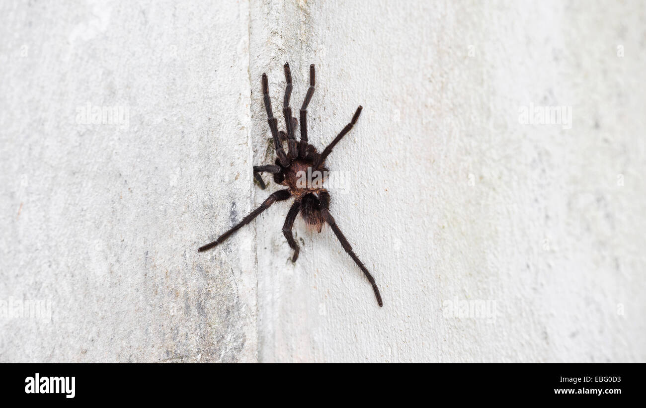 Brown Aphonopelma tarantula on the wall Stock Photo