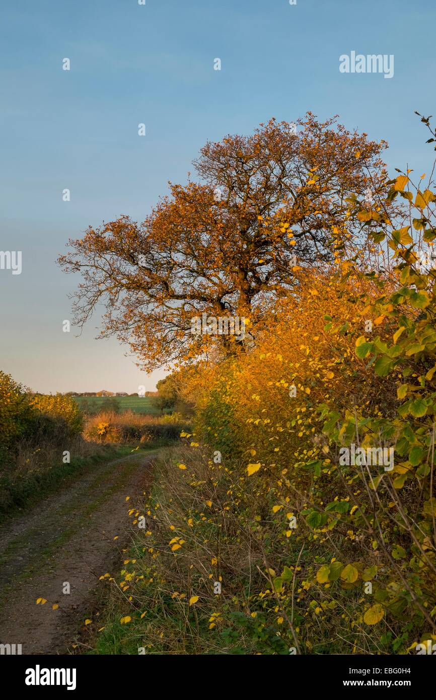 Country lane in Autumn Stock Photo