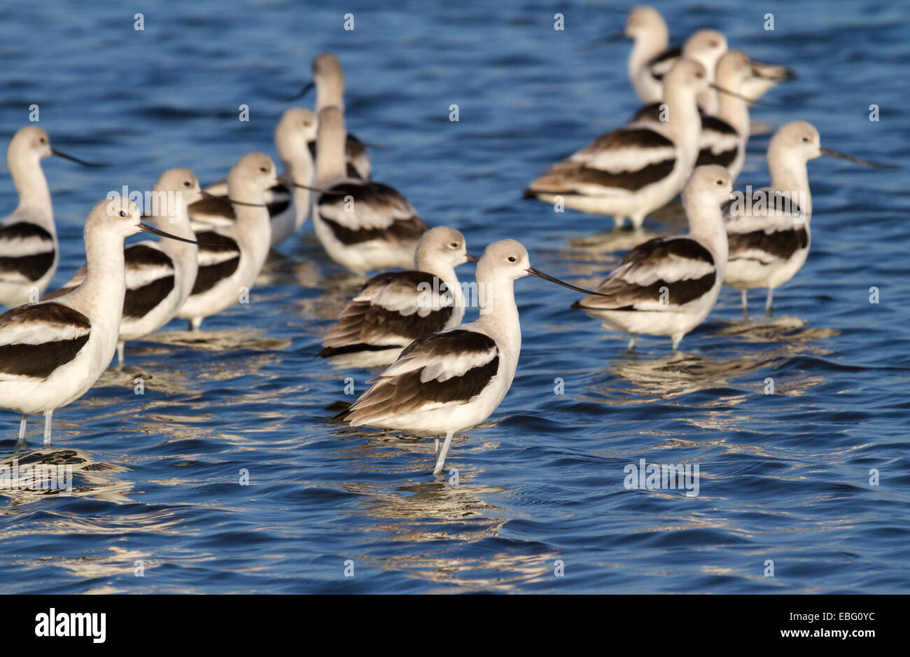 A group of American avocets (Recurvirostra americana) in shallow water. Stock Photo