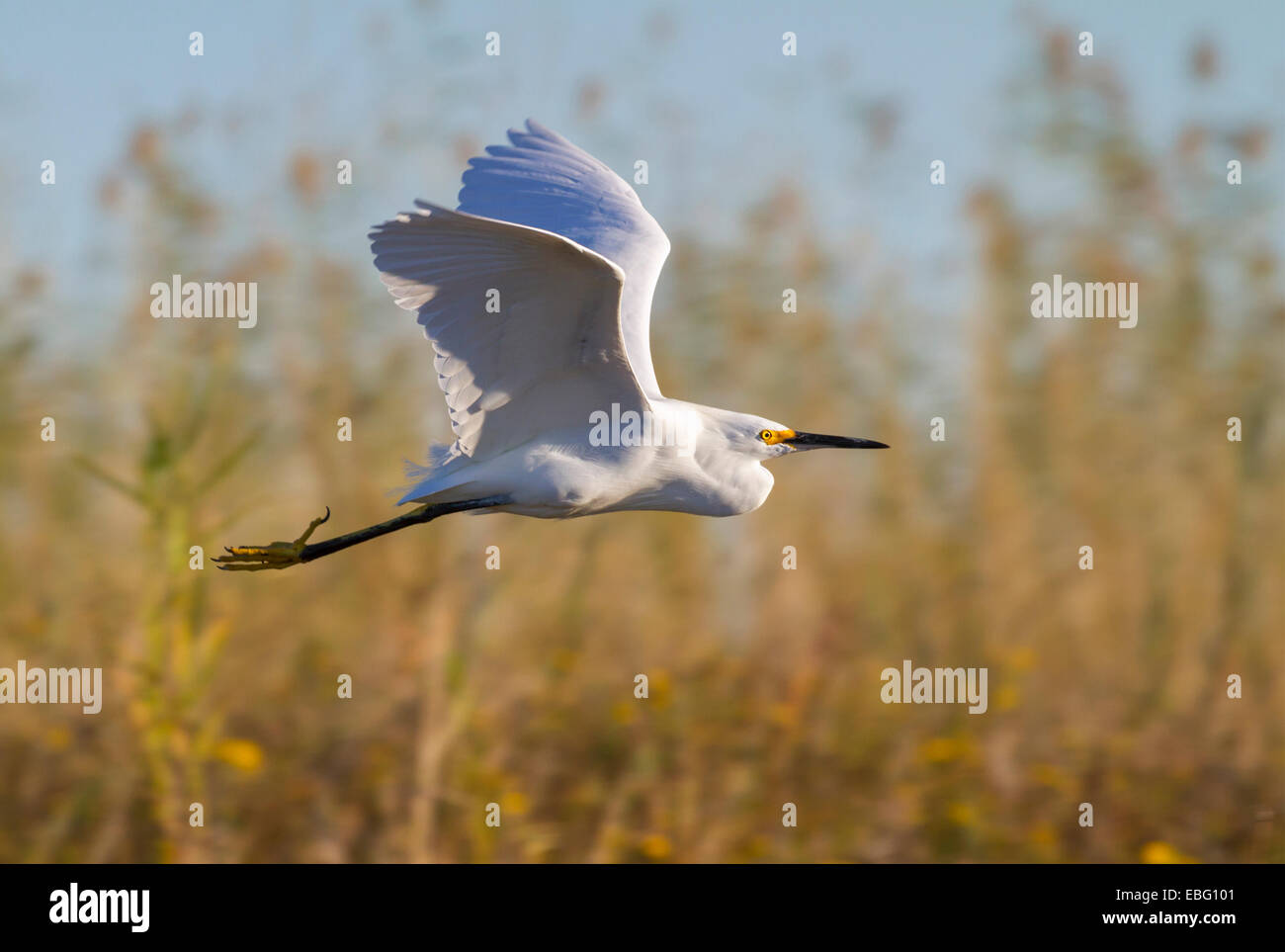 Snowy egret (Egretta thula) flying over sea shore, Galveston, Texas, USA Stock Photo