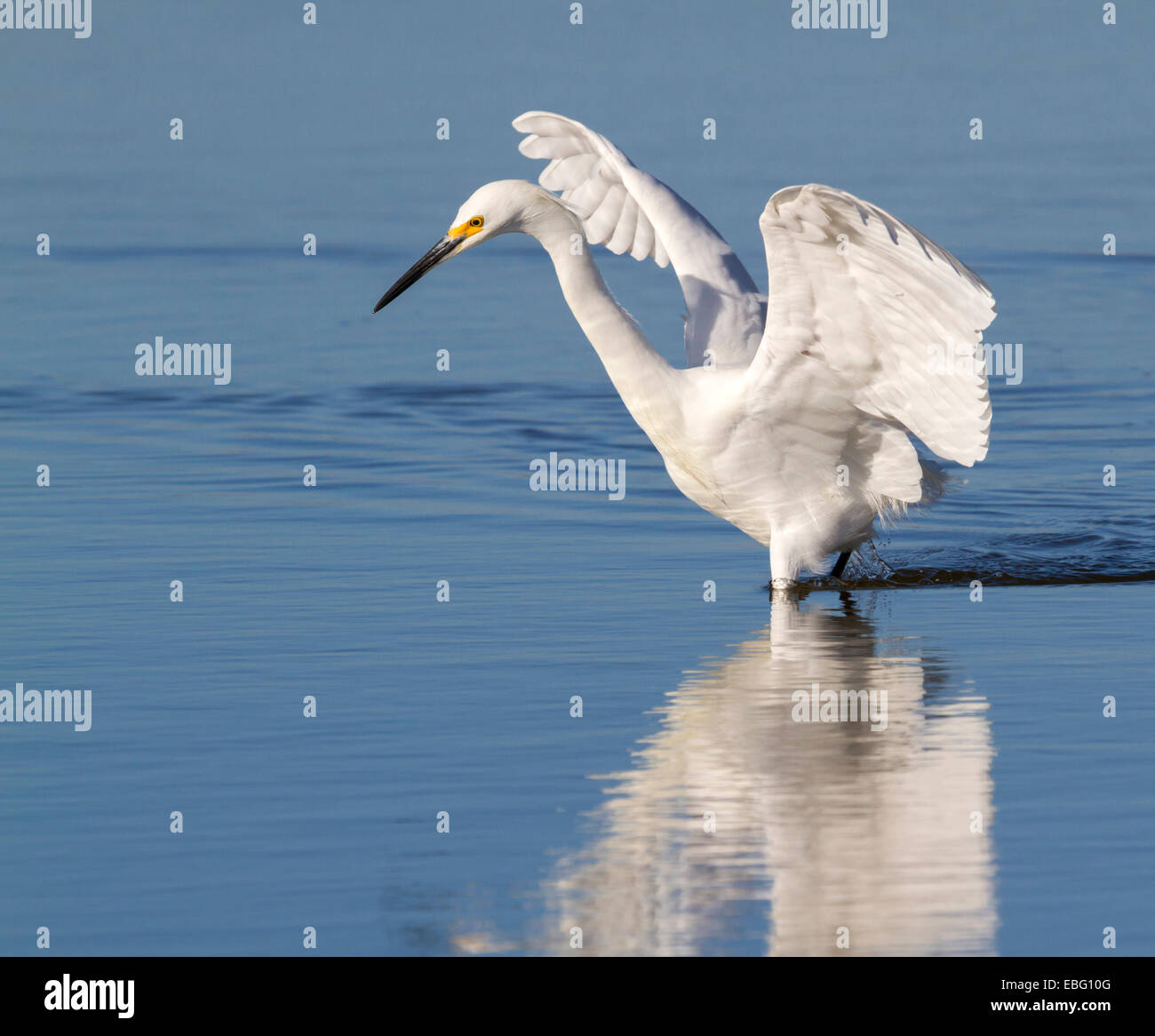 Snowy egret (Egretta thula) foraging in a lake, Galveston, Texas, USA. Stock Photo