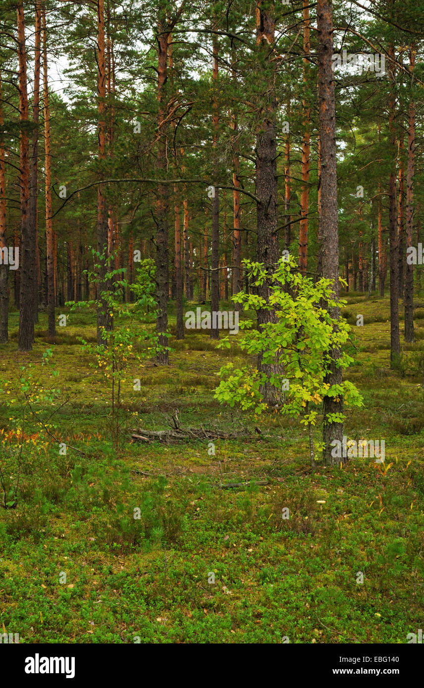 Pine forest landscape. Young birch and oak Stock Photo - Alamy