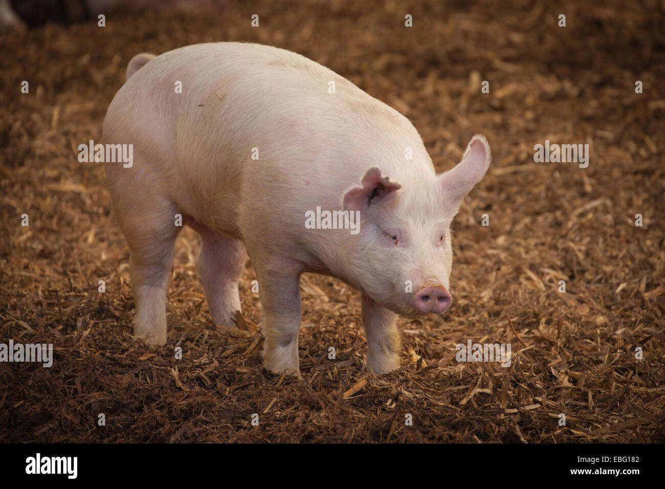 Finisher hog. ISU Swine Farm. Ames, Iowa. Stock Photo