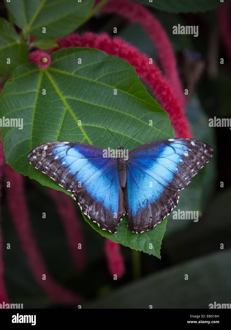 Blue Morpho butterfly. Stock Photo