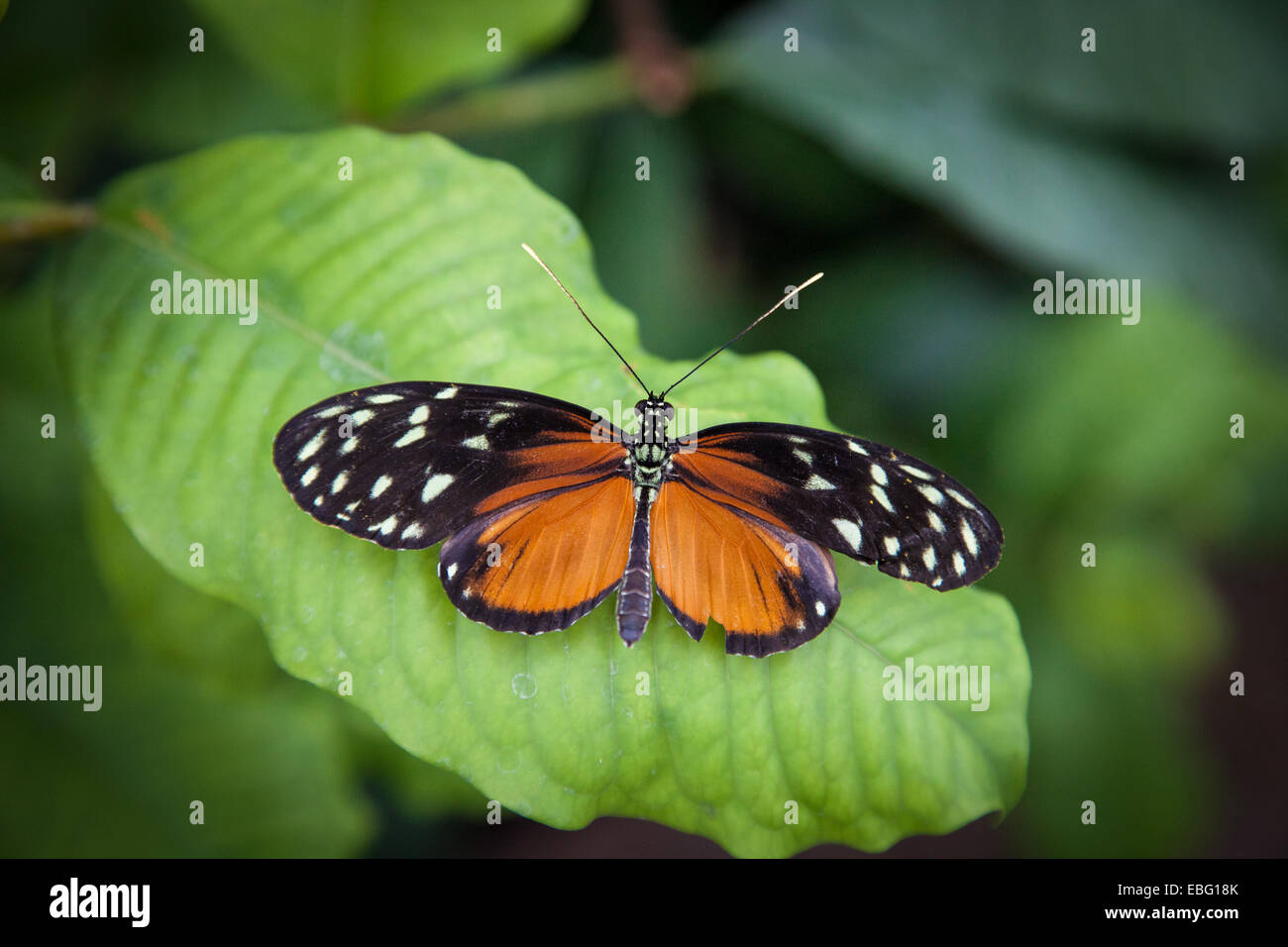 Tiger longwing resting on leaf. Stock Photo