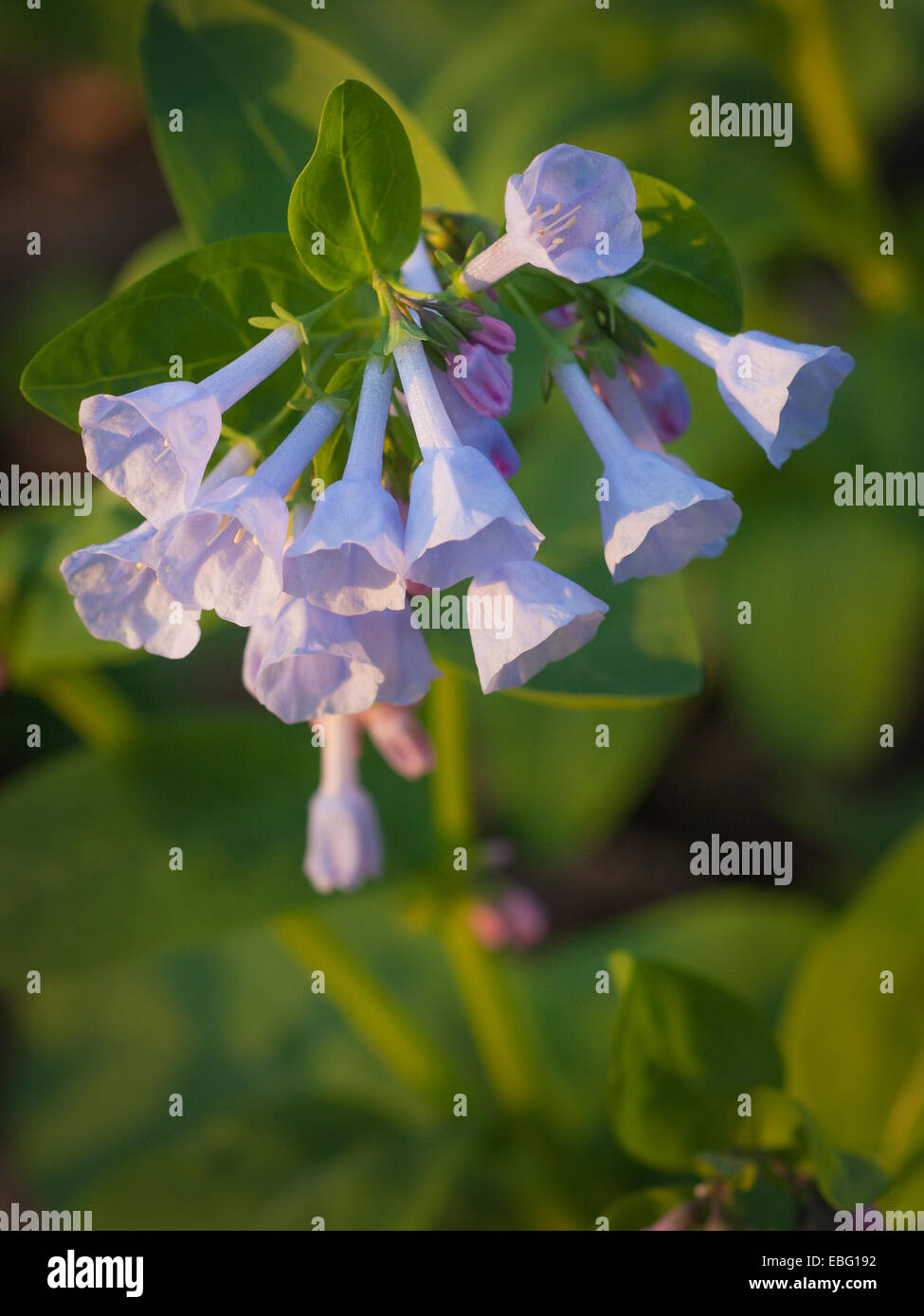 The story of virginia hires stock photography and images Alamy