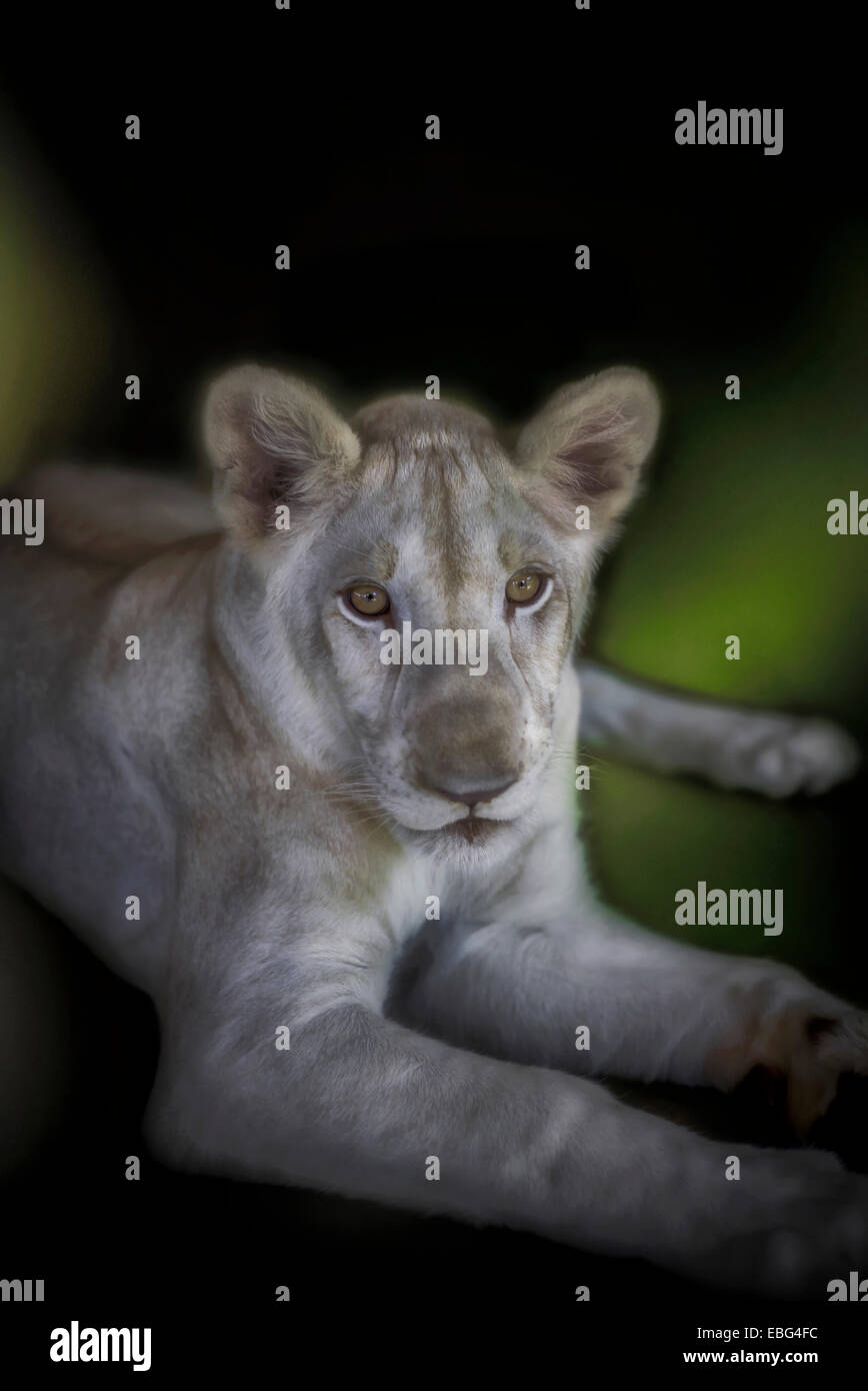 White lion cub (Panthera leo krugeri) Stock Photo