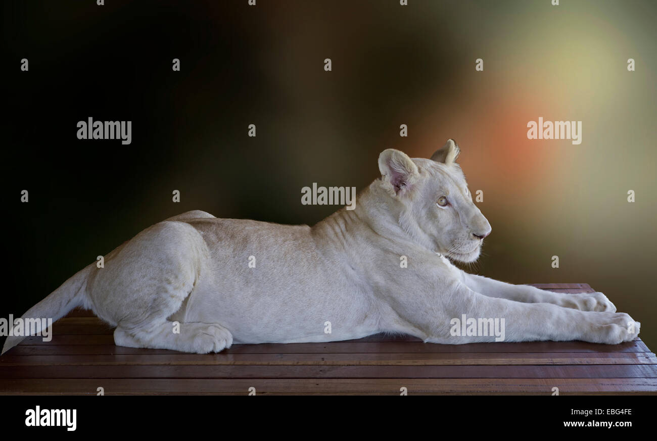 White lion cub (Panthera leo krugeri) Stock Photo