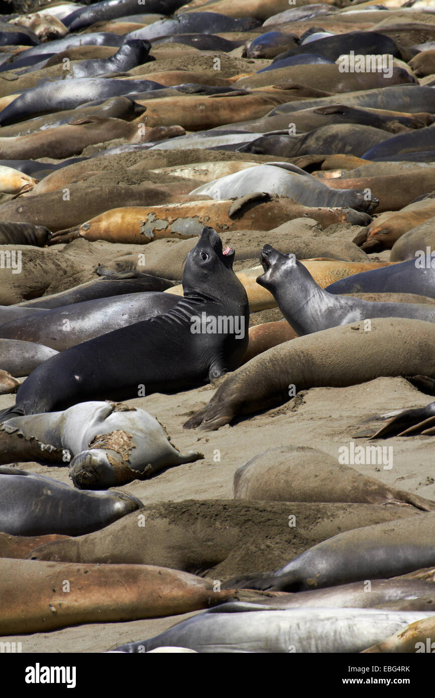 Piedras Blancas Northern Elephant Seal rookery, Pacific Coast Highway