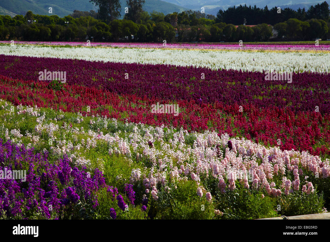 Flower Fields, Lompoc, Santa Barbara County, Central Coast, California, USA Stock Photo