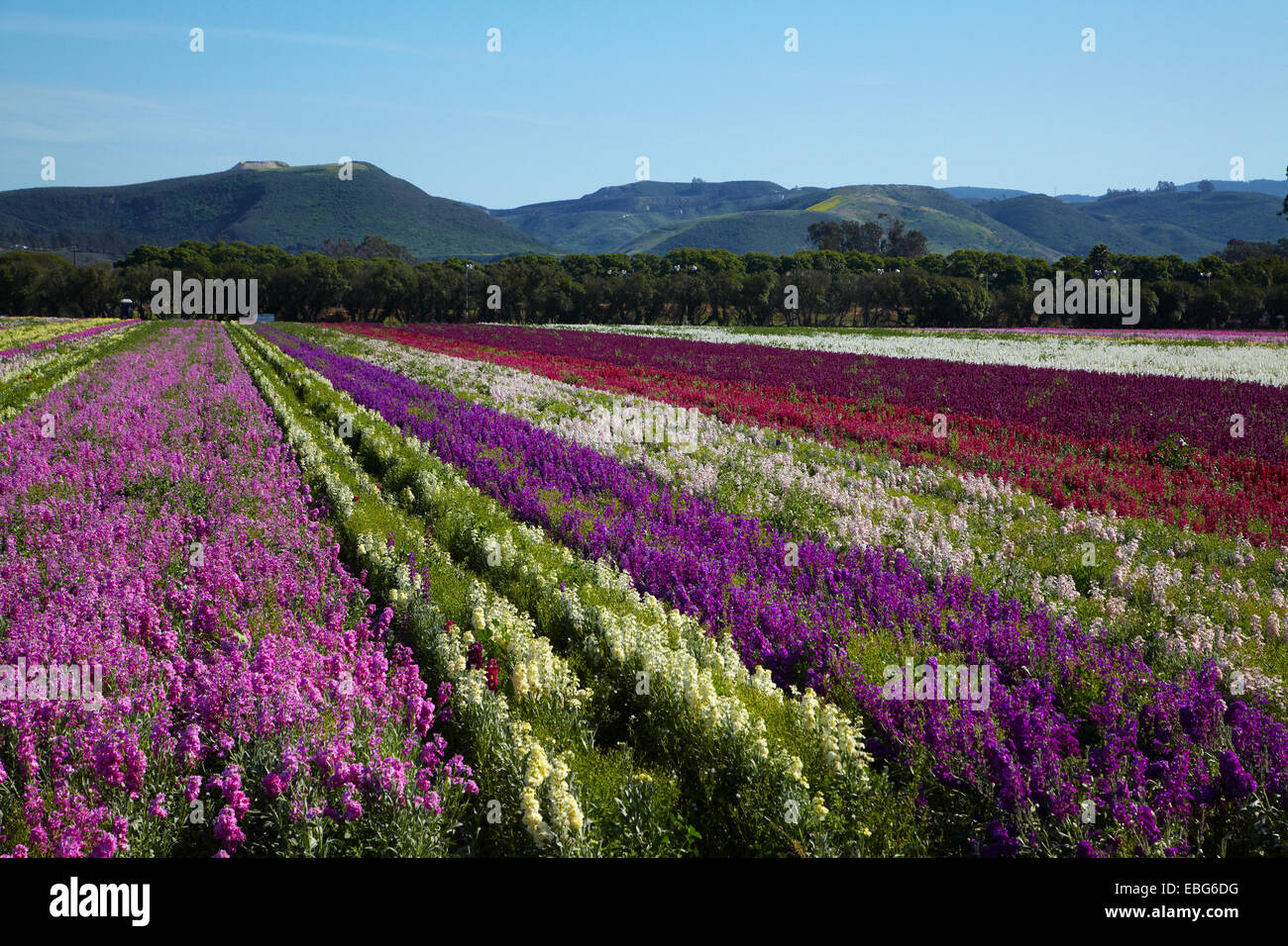 Flower Fields, Lompoc, Santa Barbara County, Central Coast, California, USA Stock Photo