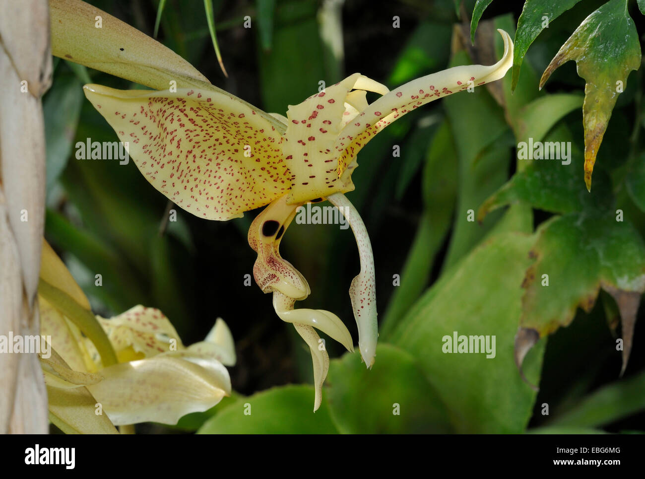 Eye-Spot Stanhopea Orchid - Stanhopea oculata Grows on soil cliffs and in humid forest trees in Mexico to Honduras Stock Photo