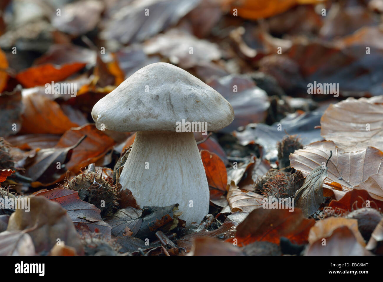 Clouded Agaric Fungus - Clitocybe nebularis Young specimen Stock Photo
