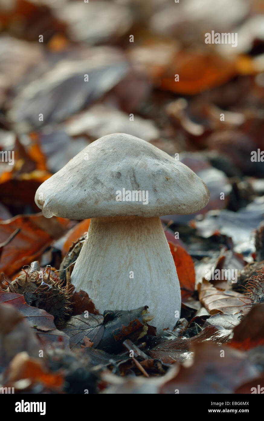 Clouded Agaric Fungus - Clitocybe nebularis Young specimen in Beech leaf litter Stock Photo